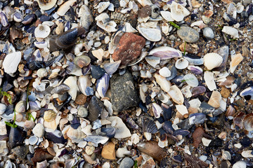 Sea shells background, copy space. Summer beach. Top view, flat lay