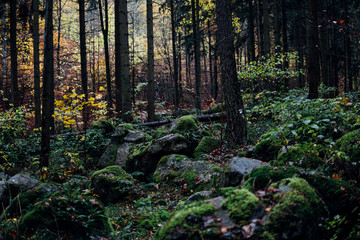Mystisch dunkler Wald mit Steinen und Moos auf dem Waldboden