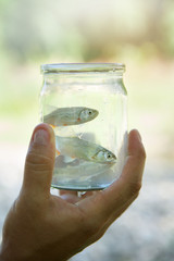 Simple river live fish sit in a jar.