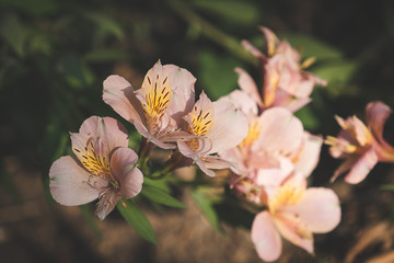 pink alstrameria flowers on a blurry background