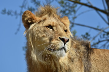 Close up of a young male lion head on blurred blue sky background