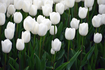 City Garden White Tulip