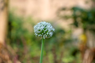 Beautiful of Onion flower stalks. Closeup in winter. blooming onion flower in the garden.