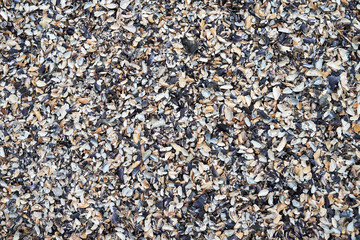 Sea shells background, copy space. Summer beach. Top view, flat lay