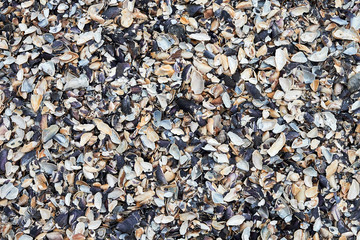 Sea shells background, copy space. Summer beach. Top view, flat lay