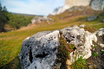moss covered rocks