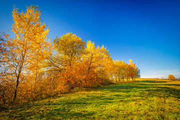 Fototapeta premium Landscape with a trees in autumn colors, Slovakia, Europe.