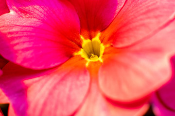 Fototapeta na wymiar Closeup macro red pink yellow primrose flowers background