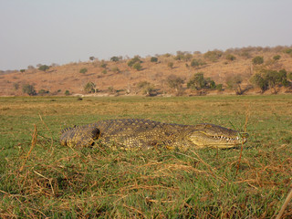 Crocodylus niloticus
