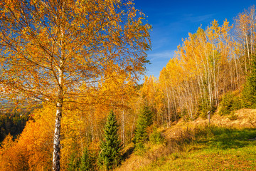 Landscape with a trees in autumn colors, Slovakia, Europe.
