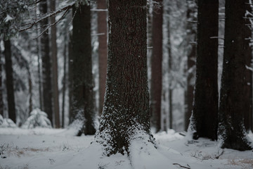 Snow covered tree