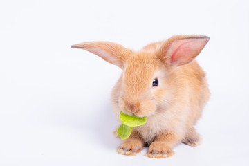 Cute light brown rabbit eat vegetable isolated on white background.