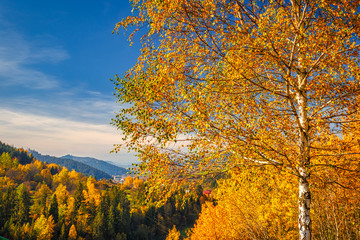 Landscape with a trees in autumn colors, Slovakia, Europe.