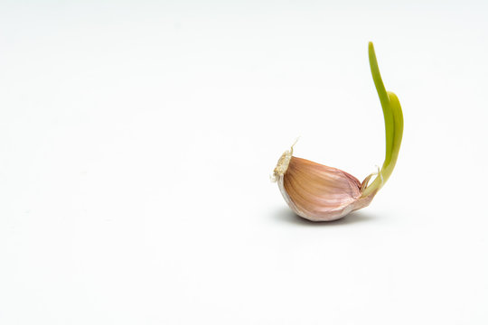 On a white background clove of sprouted garlic with green shoots arrows. Concept - seasoning, protection against corovirus