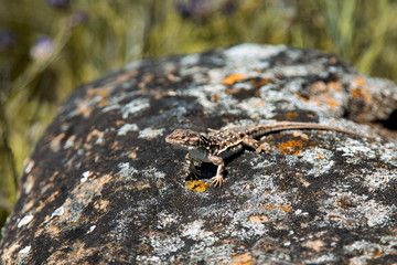 Lizard on the stone