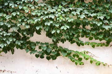 Fototapeta na wymiar Green climbing plants on building walls