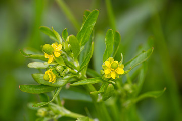 Macrophotographie de fleur sauvage - Renoncule scélérate - Ranunculus sceleratus