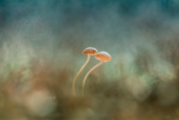Two Mushrooms