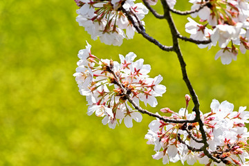 おの桜づつみ回廊