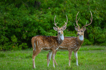 Naklejka na ściany i meble Two male spotted deer looking at same direction,Bandipur National Park Karnataka,South India. 