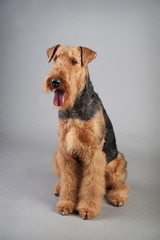 Airedale Terrier sits in front of grey background