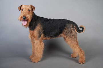 Airedale Terrier stands in front of grey background