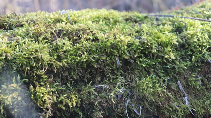 tree moss on wooden snag in forest