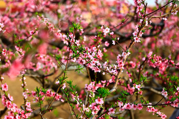 Blooming peach blossom, very beautiful