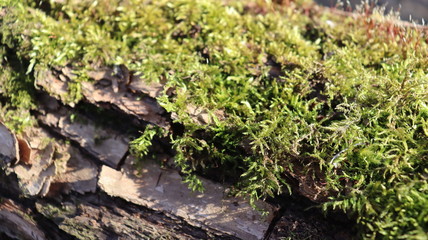 tree moss on wooden snag in forest
