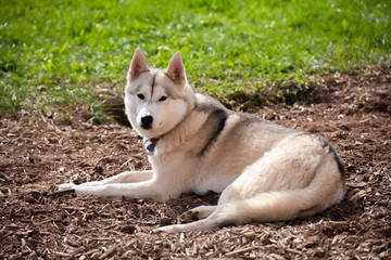 siberian husky nimmt ein sonnenbad im sommer