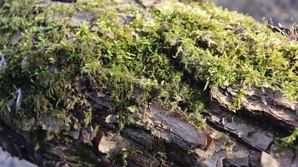 Obraz na płótnie Canvas tree moss on wooden snag in forest