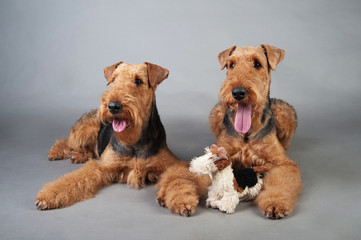 Two Airedale Terriers lie in front of grey background