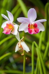 the closeup image of hybrid orchid flowers Papilaenopsis Hao Xiang Ni (In English I miss you). It is a cross of Papilionanthe Poepoe x Phalaenopsis pulcherrima.