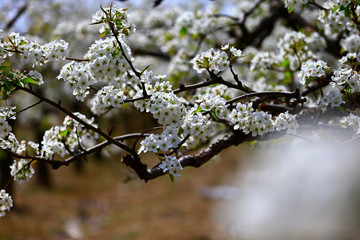 Blooming pear flower, very beautiful