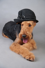 Cute Airedale Terrier lies in front of grey background in a funny hat