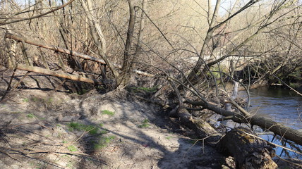 abandoned rustic ladder in forest