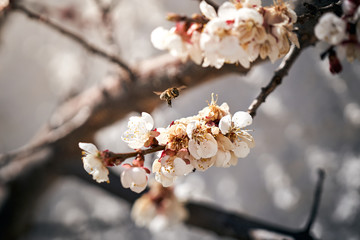 Biene fliegt zu einer Blüte