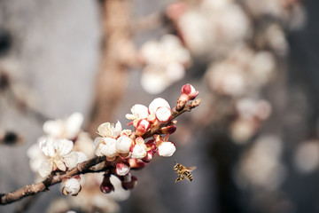 Biene fliegt zu einer Blüte