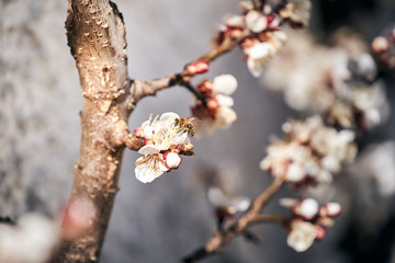Biene sammelt Polen auf einer Blüte