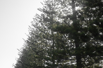 Pine Trees in Sunlight