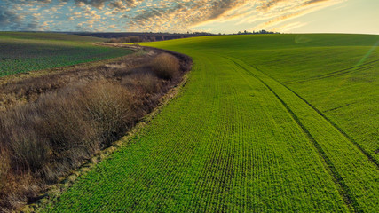 Green rural field of winter grown wheat with row lines, side view, aerial drone photo