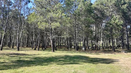Arboleda en la playa de Limens en Cangas