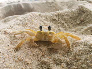 Atlantic Ghost crab in the sand