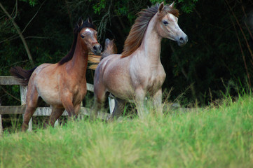 Naklejka na ściany i meble two horses in the field
