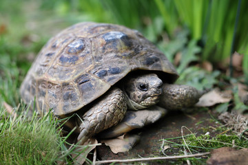 Tortue de jardin