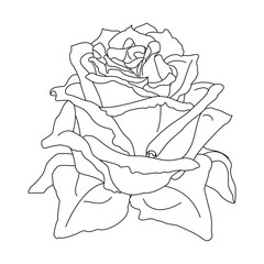 vector rose flower clip art coloring book page