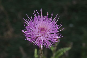 purple thistle flower