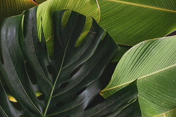 monstera leaf with banana like leaf texture. calathea luthea cigar calathea. dark tropical green leaves palm background. 