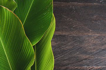 banana like leaf texture. calathea luthea cigar calathea. dark wood table background with blank space 