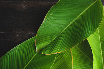 banana like leaf texture. calathea luthea cigar calathea. dark wood table background with blank space 